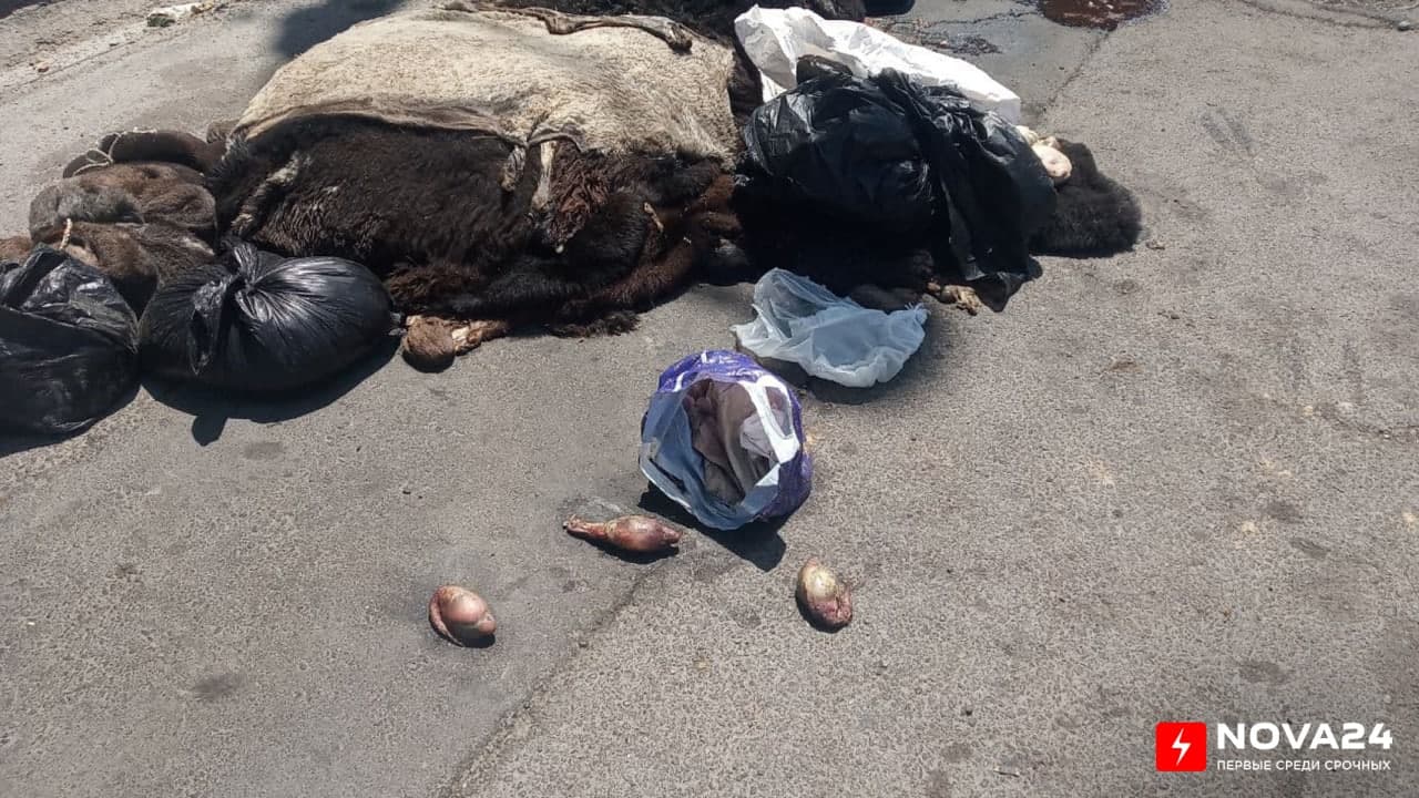 На одной из столичных дорог появились выброшенные шкуры и внутреннее органы баранов, ужасающие прохожих — фото