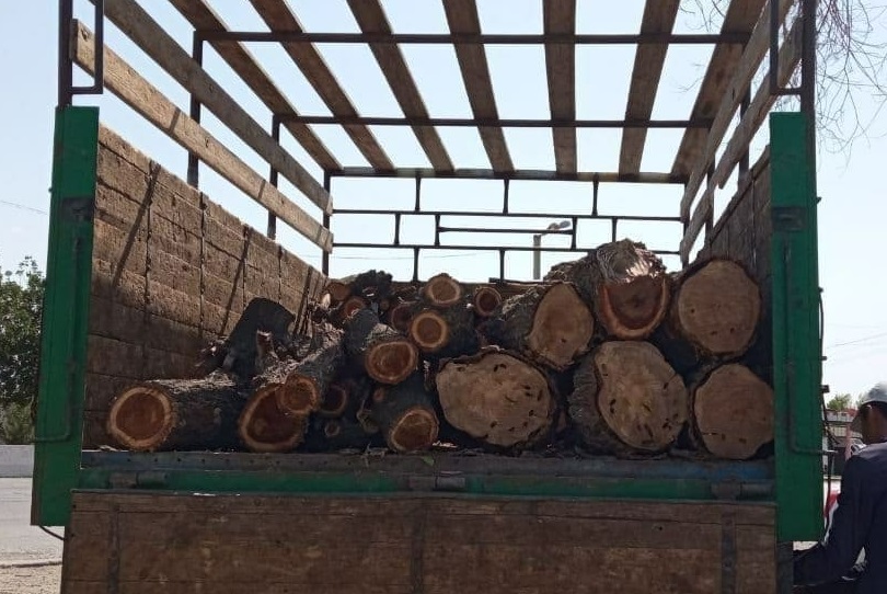 В Джизаке мужчина незаконно срубил дерево и нанес природе ущерб в более 51 миллион сумов
