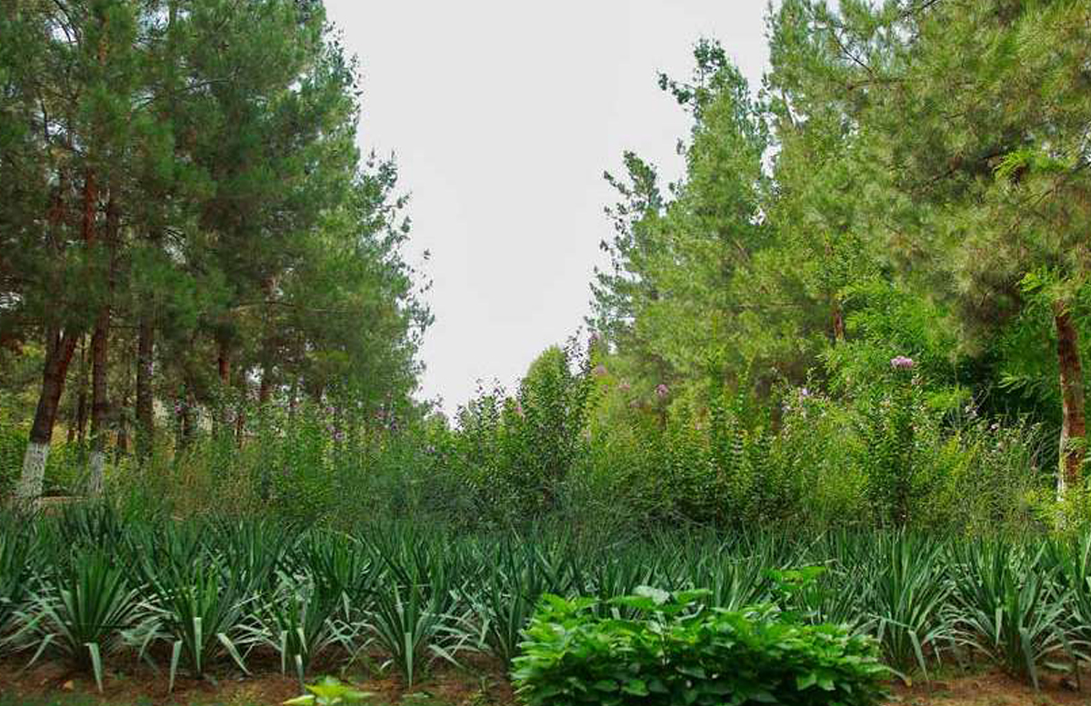 В Узбекистане создали три лесных хозяйства — Галлаорол, Когон и Ургут