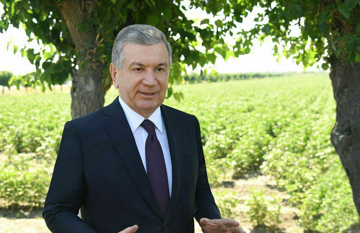 Шавкат Мирзиёев поручил высадить 125 миллионов деревьев до весны 2022 года