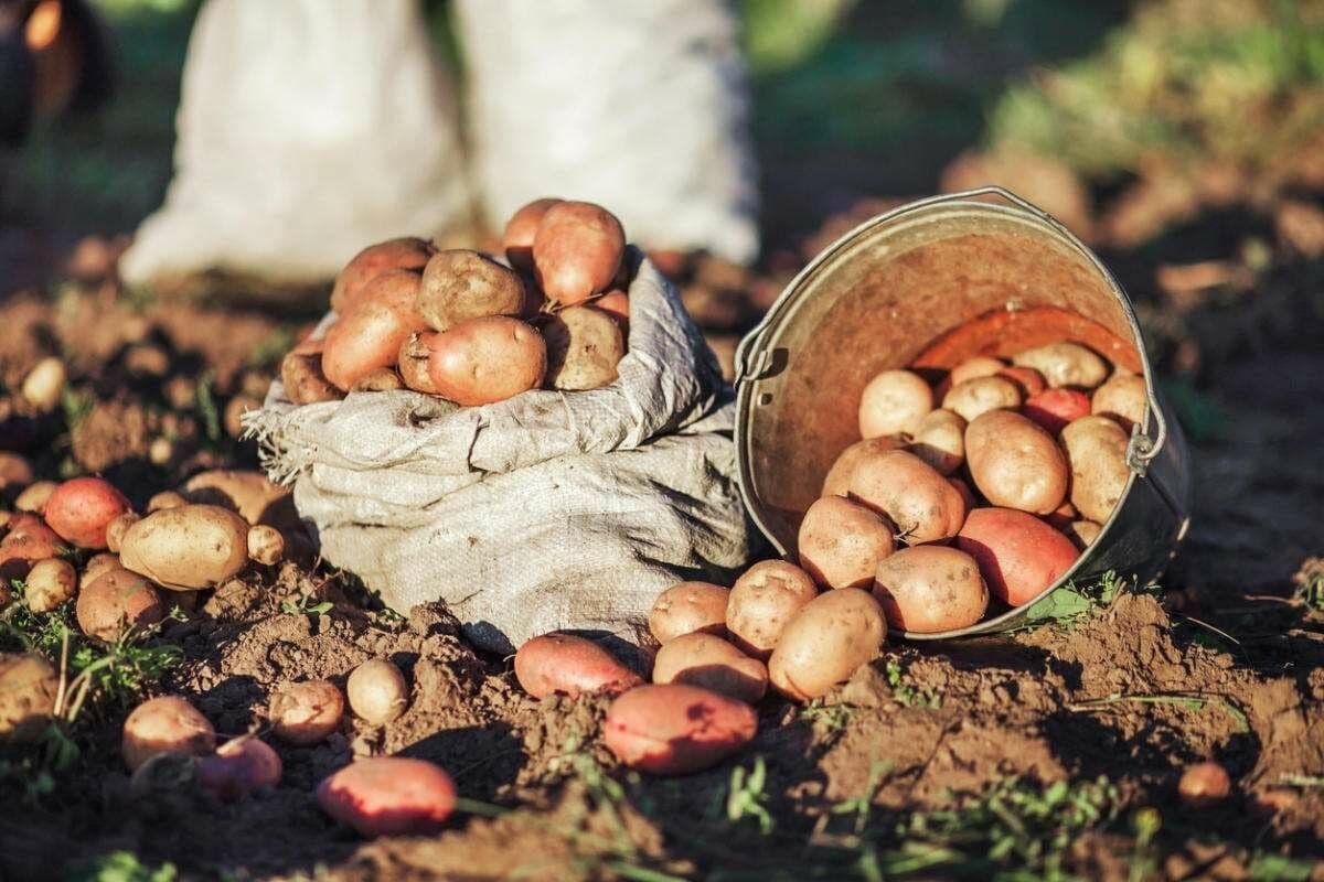 Выяснилось, в каких странах Узбекистан закупает картофель