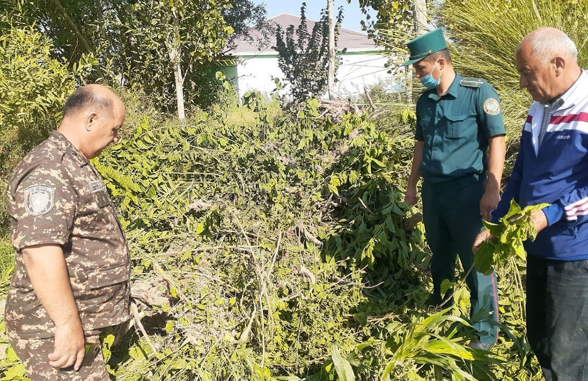 В Хорезмской области мужчина срубил 35 деревьев для самовольного строительства