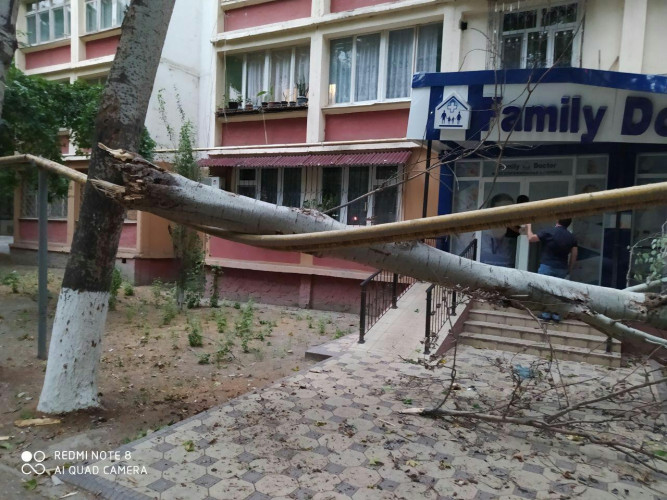 В Ташкенте упавшее из-за сильного урагана дерево оставило без газа 3000 домов
