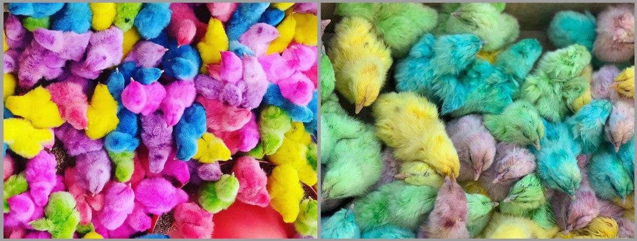 «Оставьте желтый цвет цыплятам», — Общество защиты животных выступило против продажи разноцветных птенцов