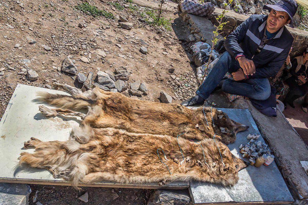 В Ташкенте начали продавать волчьи шкуры и другие части животного в качестве амулетов