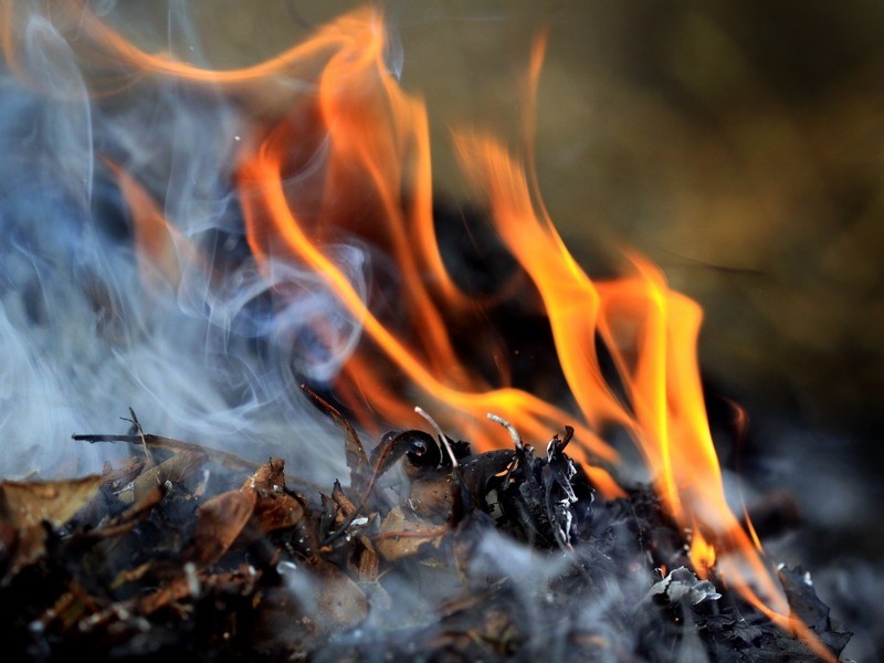 В Узбекистане оштрафуют за сжигание сухих листьев в населенных пунктах