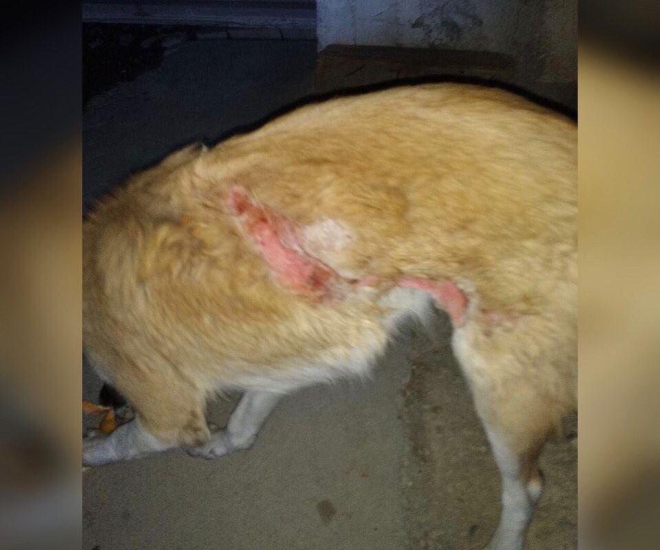 В Ташкенте охранник одного из предприятий облил спящую собаку кипятком