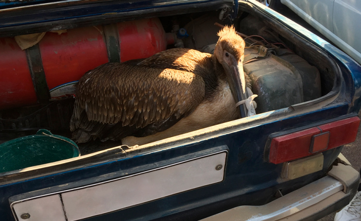 Розовый пеликан ударился о провода и оказался в ташкентском зоопарке