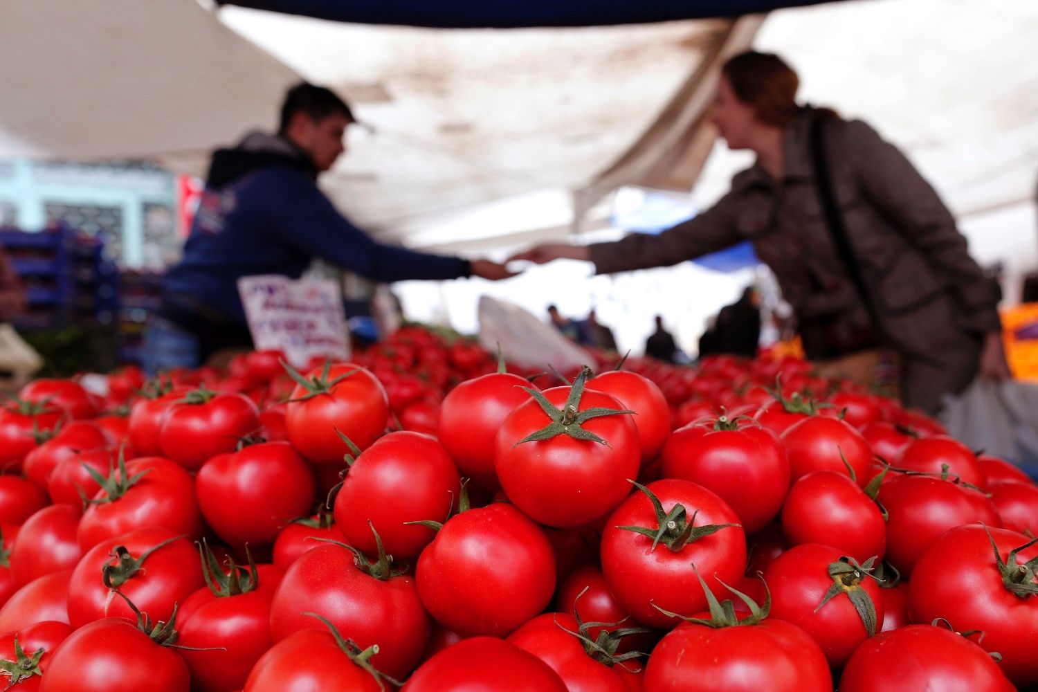 Россия отказалась от ввоза томатов из Ферганской области из-за выявленного в них вируса