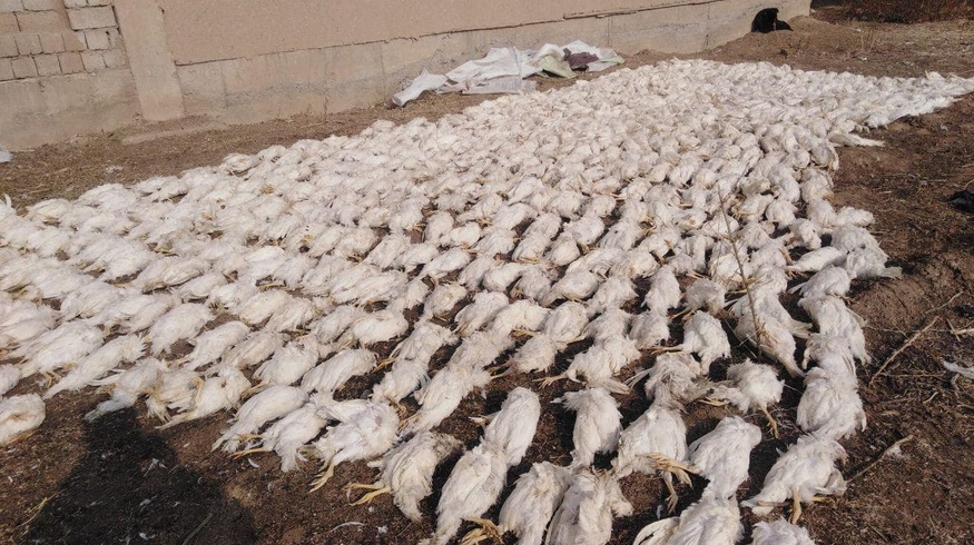В Минэнерго опровергли свою вину в гибели почти 6 тысяч кур из-за отключения электроэнергии на птицеферме