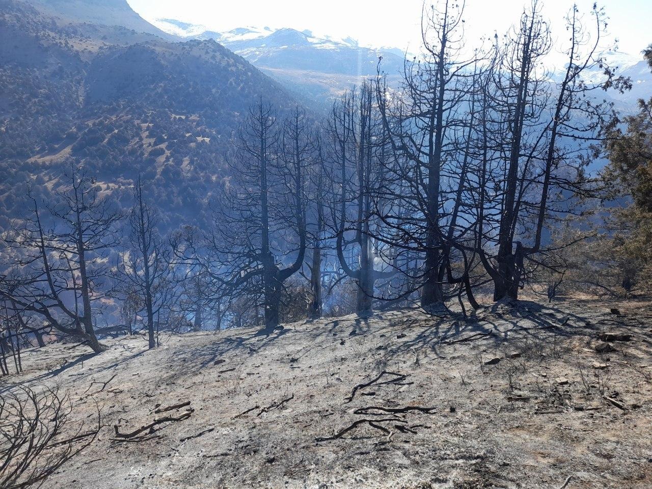 В Узбекистане лесной пожар нанес серьезный ущерб редким деревьям и растениям — фото