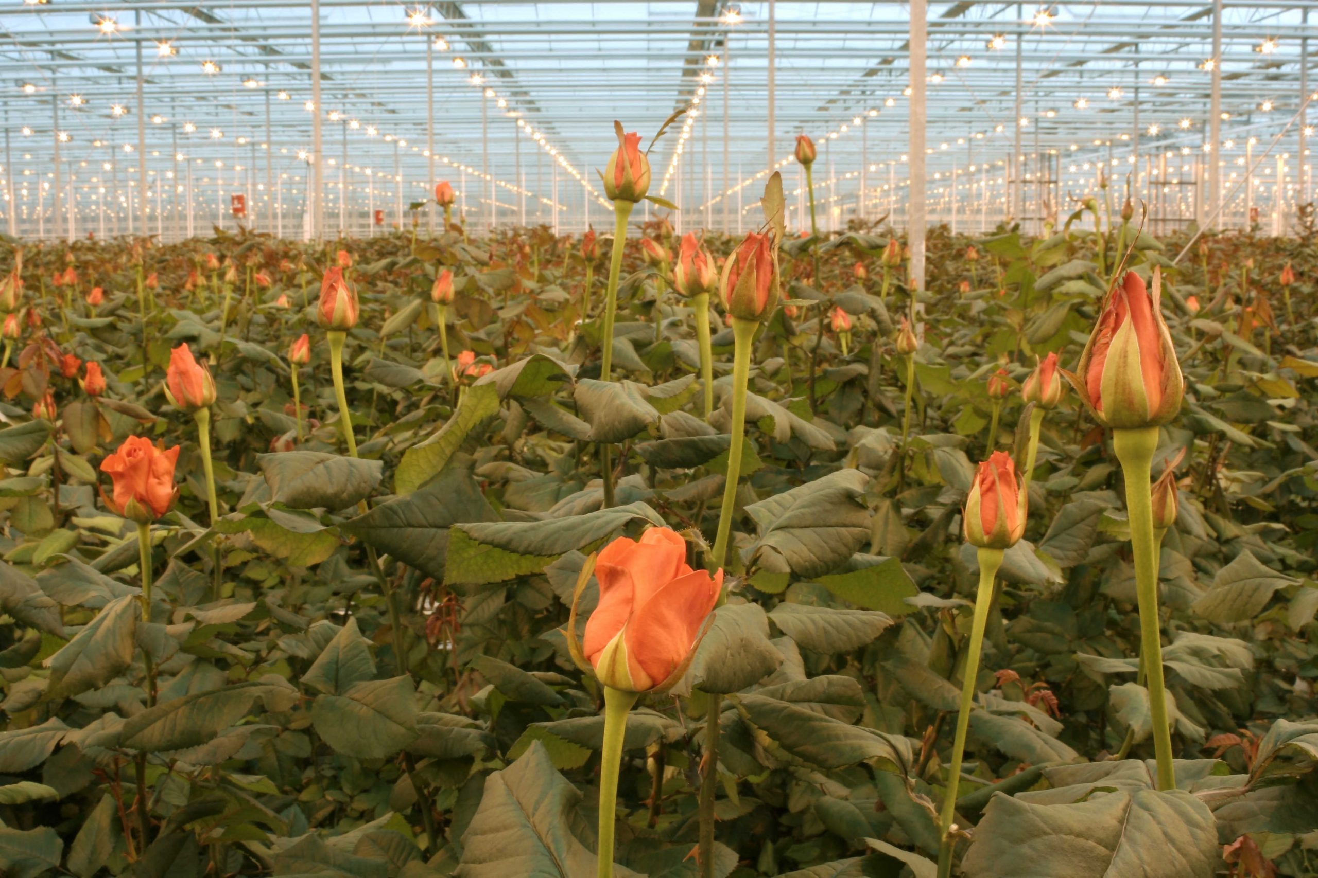 Новая Голландия: Два региона Узбекистана экспортировали розы и заработали десятки миллионов долларов