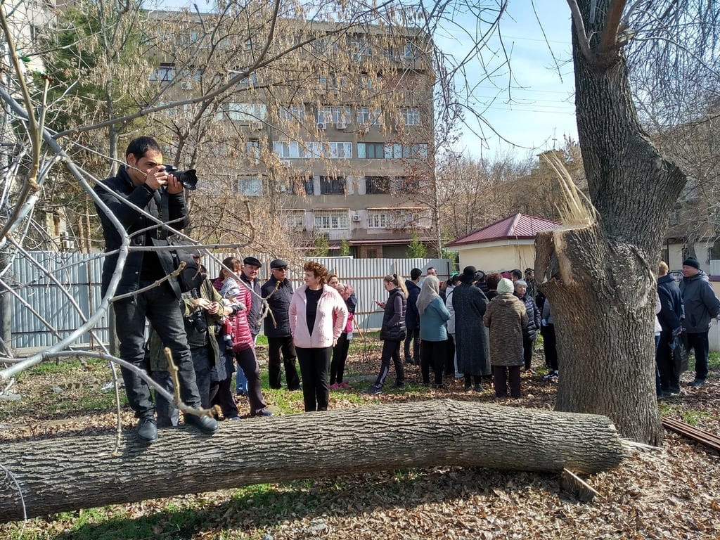 В Узбекистане в несколько раз увеличили штрафы за незаконную вырубку деревьев