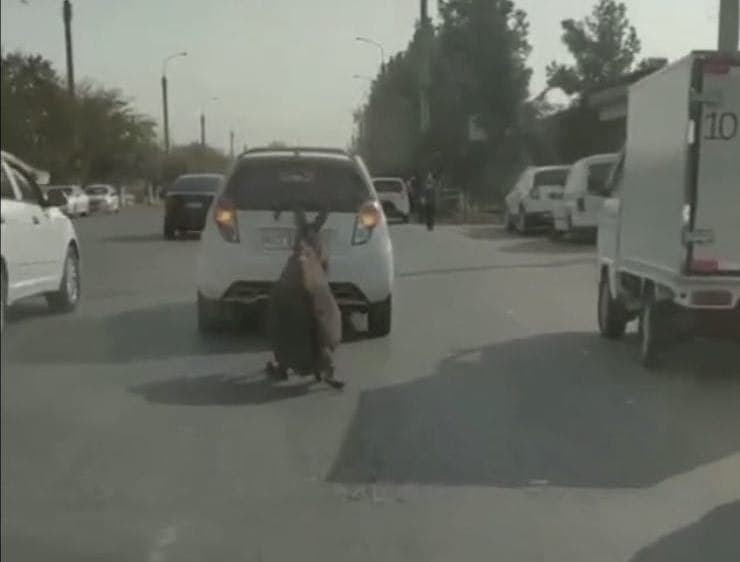 В Ташкенте протащивший осла за машиной по проезжей части водитель получил штраф