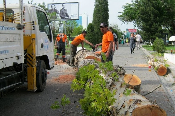 Мораторий продлят: в Узбекистане обяжут сажать десяток деревьев за каждое вырубленное