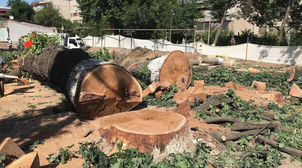 В Узбекистане председатель махалли незаконно вырубил деревья на кладбище