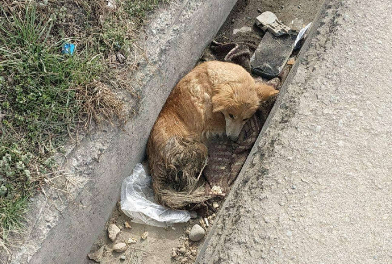 В Ташкенте обнаружили собаку с пулевым ранением
