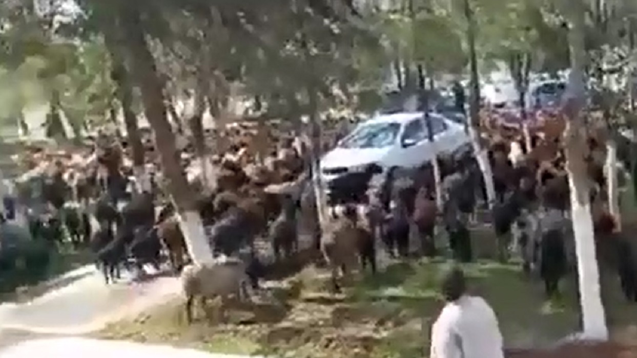 В Самарканде местные жители выразили свое недовольство и устроили «овечий митинг» у здания хокимията — видео