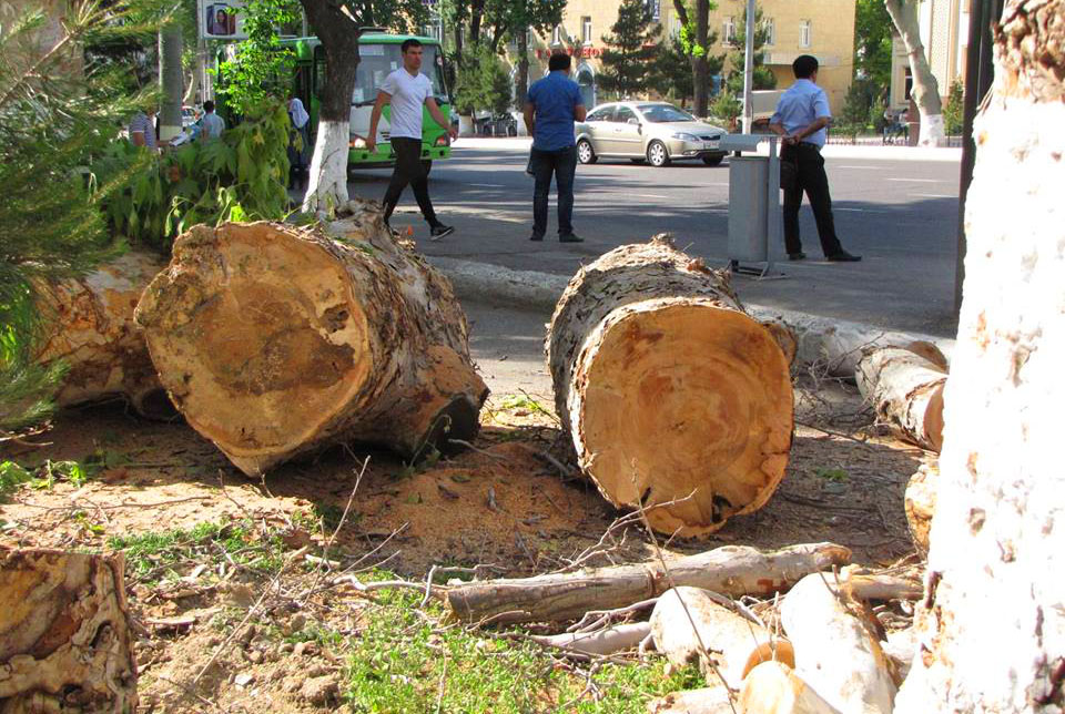 В Узбекистане за год незаконно вырубили тысячи деревьев, несмотря на мораторий