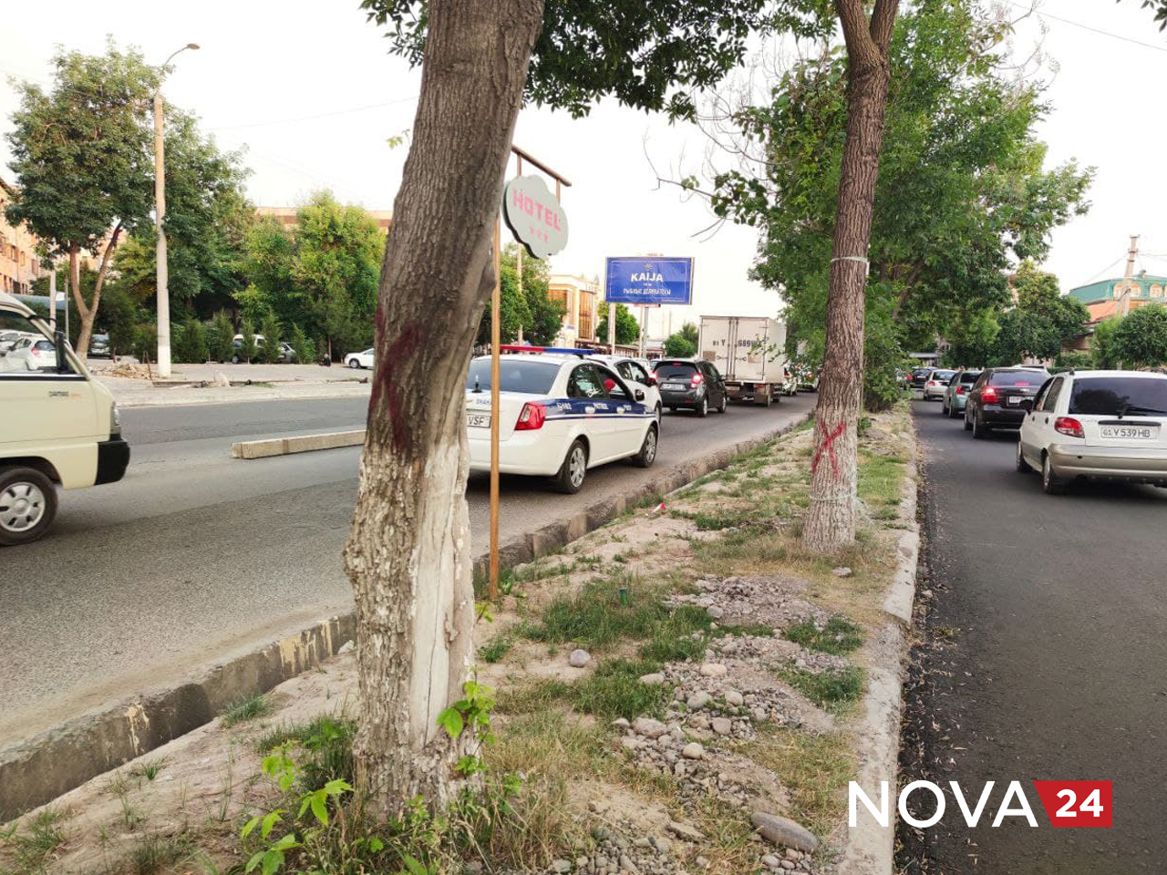 В Ташкенте захотели вырубить около 100 деревьев для расширения дорог