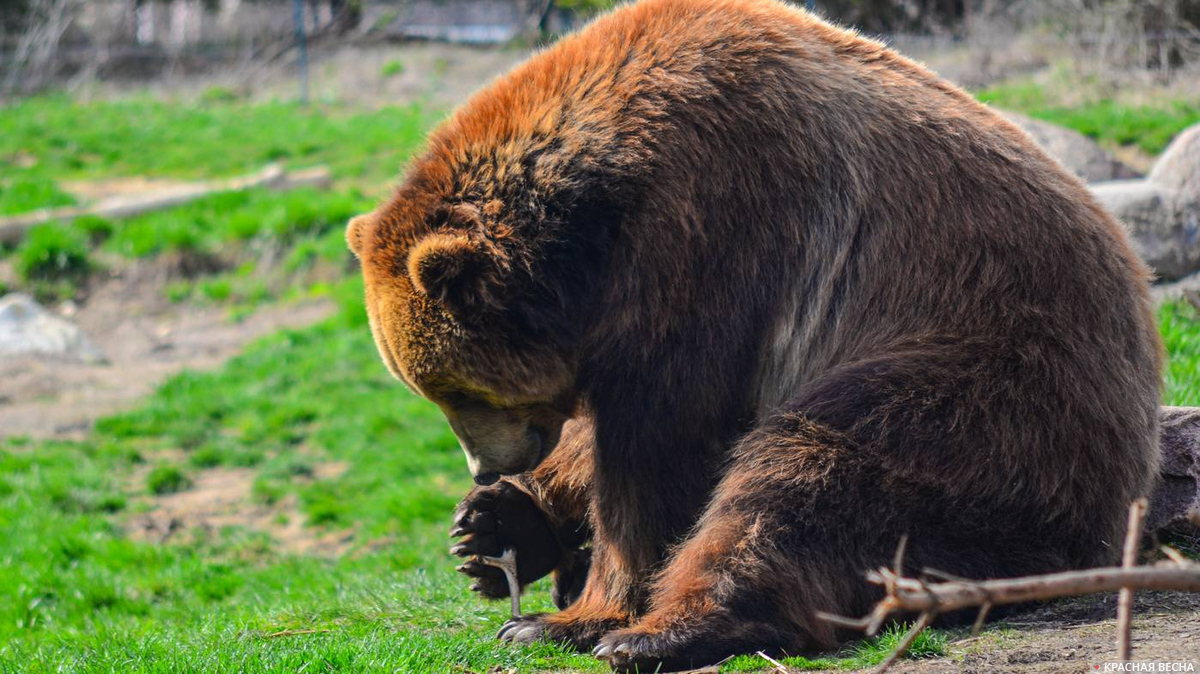 В Госкомэкологии прокомментировали ситуацию с убитым бурым медведем