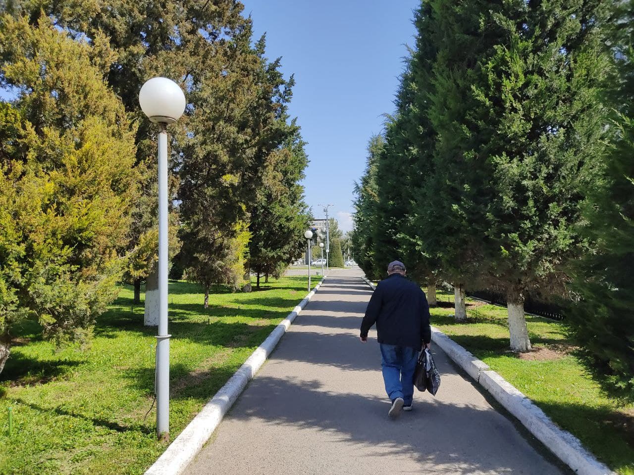 В Ташкенте и Ташобласти посадят миллион новых деревьев