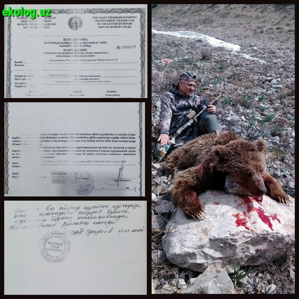В Узбекистане россиянин застрелил занесенного в Красную книгу бурого медведя и сделал с ним фото