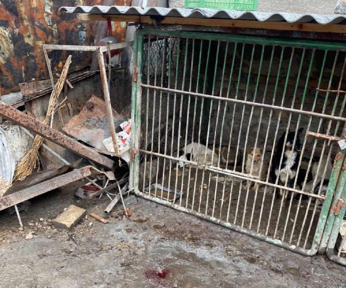 В Ташобласти сотрудники отлова жестоко душили собак удавками и засовывали их в мешки на глазах у детей