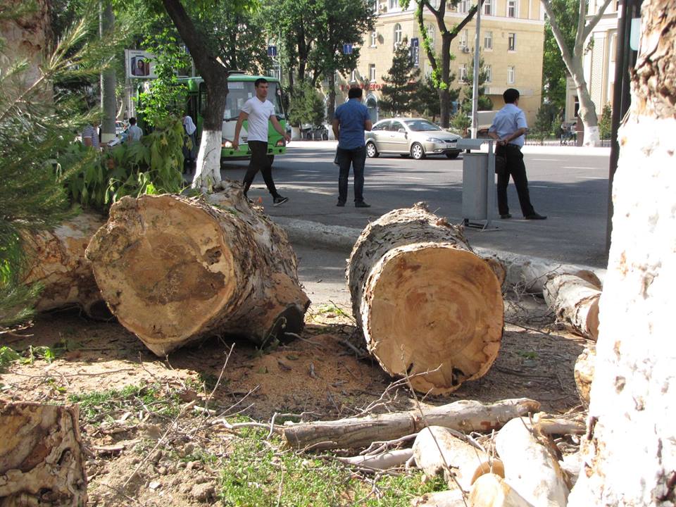 За первые четыре месяца 2021 года в Узбекистане незаконно вырубили более тысячи деревьев
