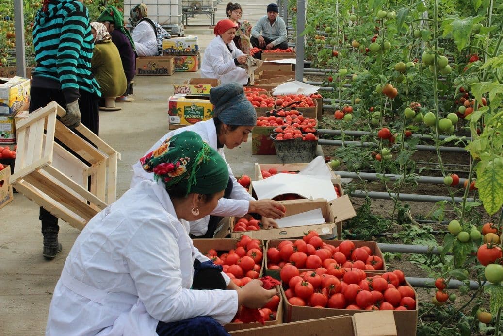 Россия возобновит поставку помидоров и перцев с Ферганской долины