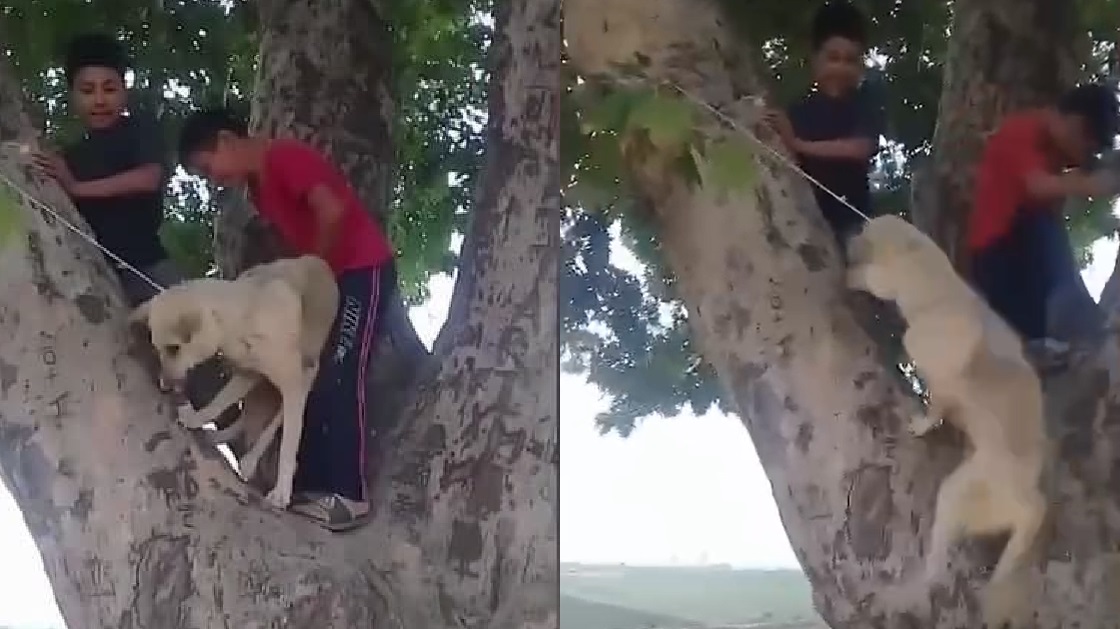 Сотрудники УВД нашли школьников, которые додумались повесить собаку на ветке дерева — видео