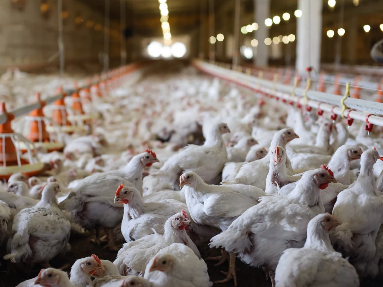 В Узбекистане решили льготами и субсидиями стабилизировать рост цен на курятину и яйца