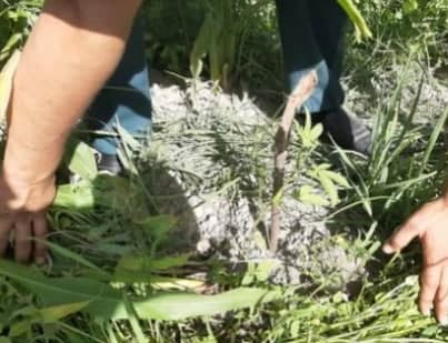 В Навоийской области мужчина вырастил десятки кустов марихуаны в своем огороде