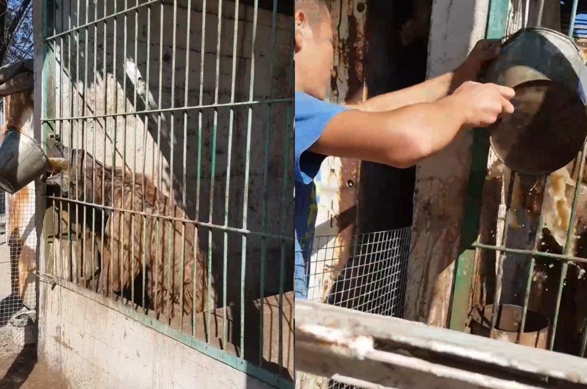 В Нукусском частном зоопарке «Истиклол» сотрудники поглумились над медведем и оставили его без воды — видео