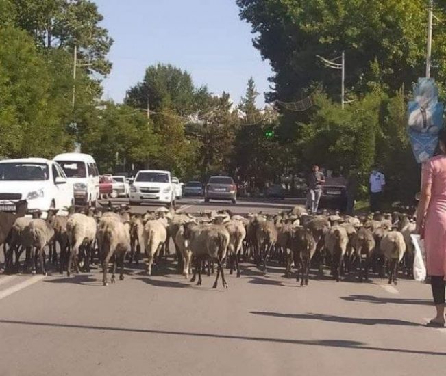 В Узбекистане провели очередной «овечий митинг» у здания районного хокимията — видео